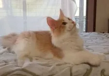 ノルウェージャンフォレストキャット【愛媛県・男の子・2020年2月4日・クリームタビー&ホワイト】の写真1