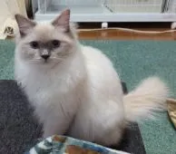 ラグドール【愛媛県・女の子・2021年6月1日・ブルーポイントミテッド】の写真1