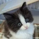 ラグドール✕ノルウェージャンフォレストキャット【愛媛県・男の子・2024年3月27日・ブラック&ホワイト】の写真1