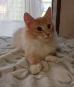 ノルウェージャンフォレストキャット【愛媛県・男の子・2020年2月18日・クリームタビー&ホワイト】の写真1