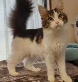 メインクーン【愛媛県・女の子・2021年7月13日・ブラウンタビー&ホワイト】の写真1