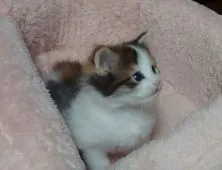 ノルウェージャンフォレストキャット【愛媛県・女の子・2020年3月22日・キャリコ(三毛猫)】の写真1