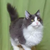 メインクーン【愛媛県・男の子・2022年8月6日・ブルー&ホワイト】の写真1