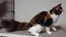メインクーン【愛媛県・女の子・2020年6月21日・ブラウンパッチドタビー&ホワイト(三毛猫)】の写真2