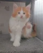 メインクーン【愛媛県・男の子・2020年6月7日・レッドタビー&ホワイト】の写真2