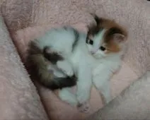 ノルウェージャンフォレストキャット【愛媛県・女の子・2020年3月22日・キャリコ(三毛猫)】の写真2