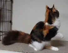 メインクーン【愛媛県・女の子・2020年6月21日・ブラウンパッチドタビー&ホワイト(三毛猫)】の写真3