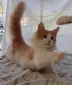 ノルウェージャンフォレストキャット【愛媛県・男の子・2020年2月4日・クリームタビー&ホワイト】の写真3