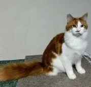 メインクーン【愛媛県・男の子・2020年8月4日・レッドタビー&ホワイト】の写真3