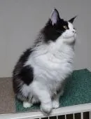 メインクーン【愛媛県・男の子・2020年6月21日・ブラック&ホワイト】の写真3