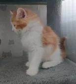 メインクーン【愛媛県・男の子・2020年6月7日・レッドタビー&ホワイト】の写真3