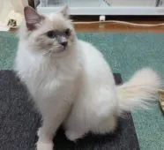 ラグドール【愛媛県・女の子・2021年6月1日・ブルーポイントミテッド】の写真3
