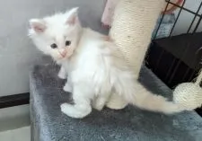 メインクーン【愛媛県・男の子・2022年1月15日・カメオタビー&ホワイト】の写真3