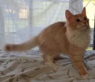 ノルウェージャンフォレストキャット【愛媛県・男の子・2020年2月18日・クリームタビー&ホワイト】の写真3