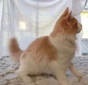 ノルウェージャンフォレストキャット【愛媛県・男の子・2020年2月4日・クリームタビー&ホワイト】の写真4