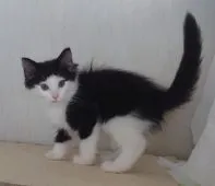 ノルウェージャンフォレストキャット【愛媛県・男の子・2020年8月15日・ブラック&ホワイト】の写真5