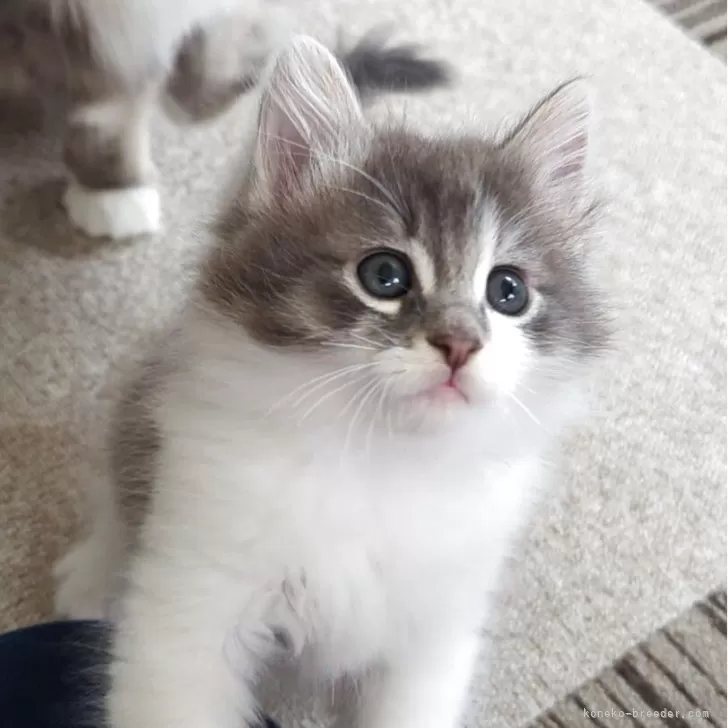 ID：2505-03443の子猫