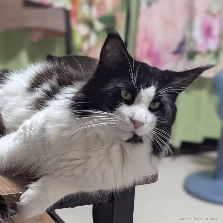 ID:2404-01900の子猫