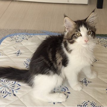 メインクーン【愛媛県・男の子・2025年9月1日・ブラウンクラシックタビー&ホワイト】の写真「ご見学当日お迎えOKです✨」