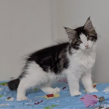 メインクーン【愛媛県・男の子・2025年9月1日・ブラウンタビー&ホワイト】の写真「ご見学当日お迎えOKです✨」