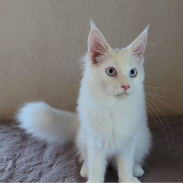 メインクーン【愛媛県・女の子・2025年6月10日・ホワイト(ブルーアイ)】の写真「吸い込まれそうなブルーの瞳の招き猫です✨」
