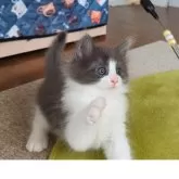 ノルウェージャンフォレストキャット