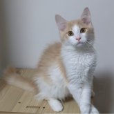 ノルウェージャンフォレストキャット
