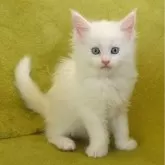 メインクーン