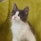 ノルウェージャンフォレストキャット
