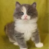 ノルウェージャンフォレストキャット