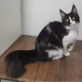 メインクーン