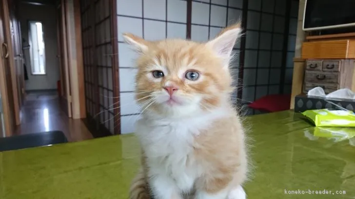 ID:1810-00459の子猫