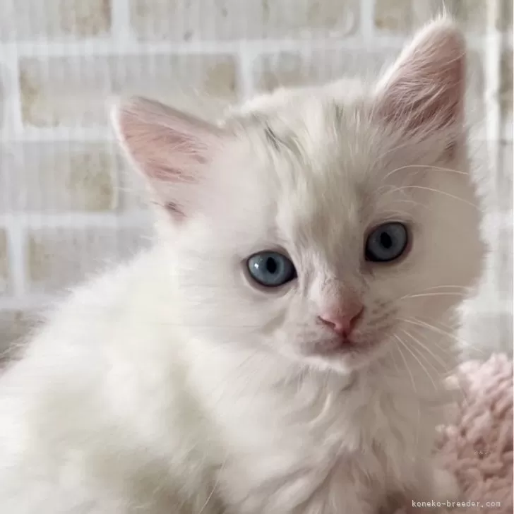 ID:2403-00771の子猫
