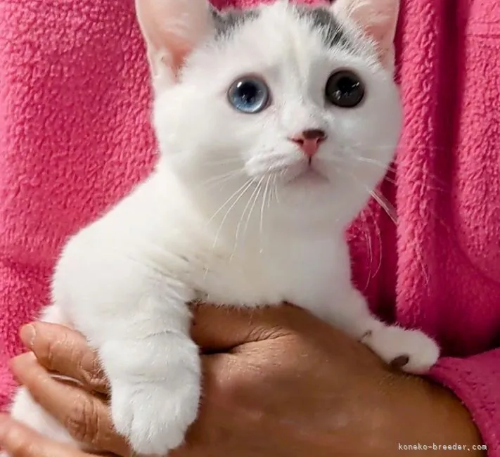 ID:2111-02140の子猫