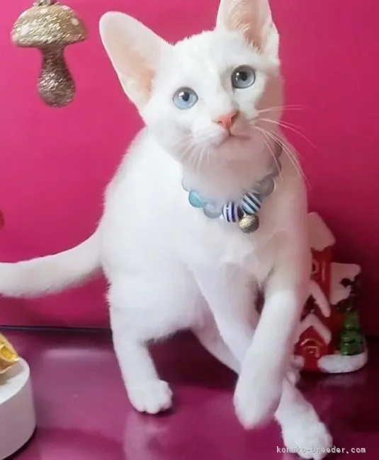 ID：2211-00309の子猫