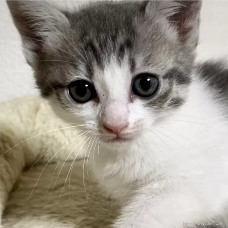 ID：2312-02304の子猫