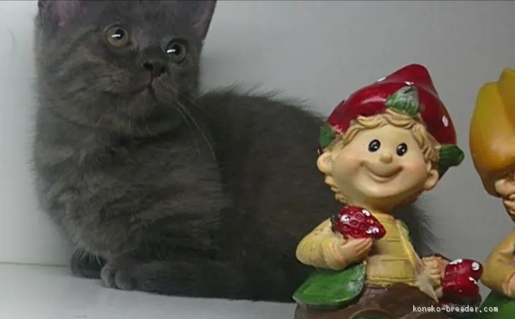 ID：2009-00214の子猫