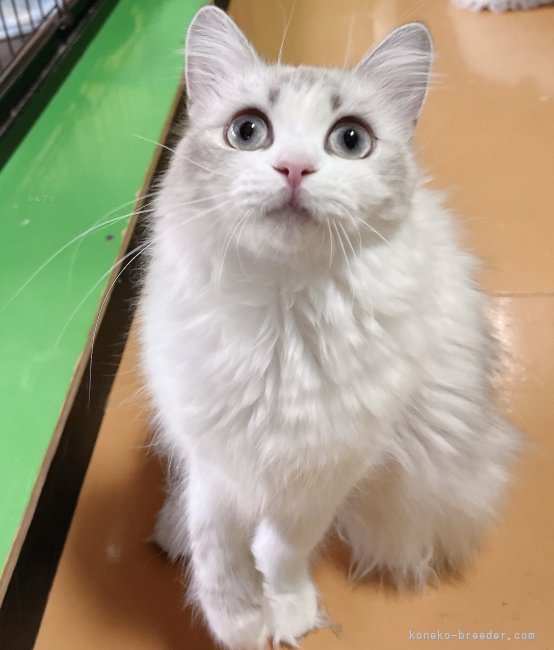 サイベリアン【・女の子・2024年6月2日・ブルーリンクスポイント】