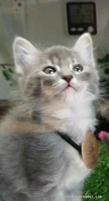 ID:2002-00851の子猫