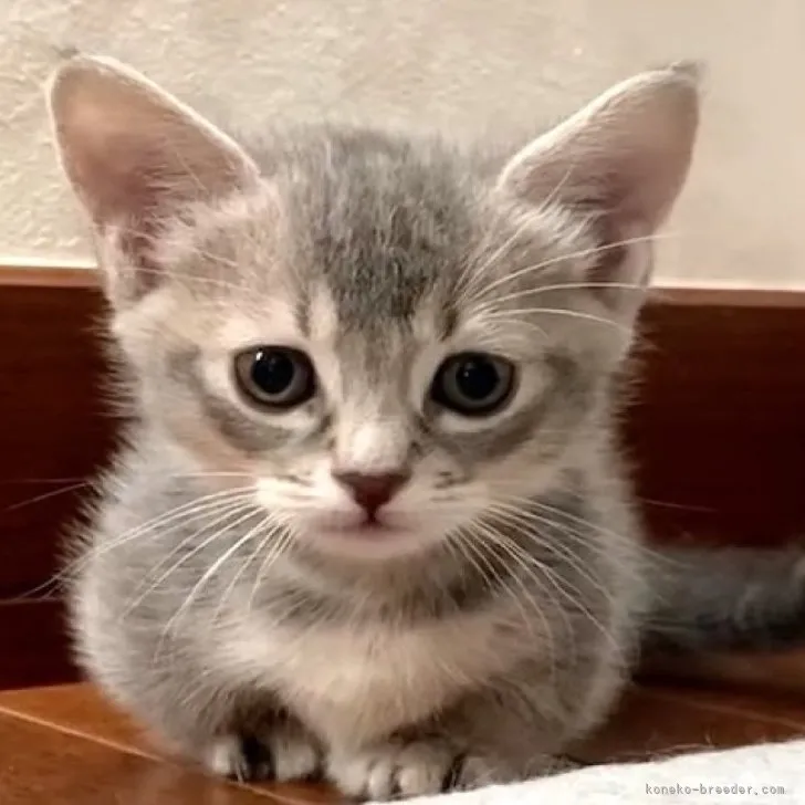 ID：2308-01254の子猫