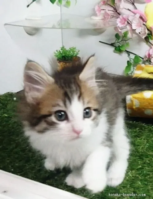 みぽりん 様のお迎えした子猫