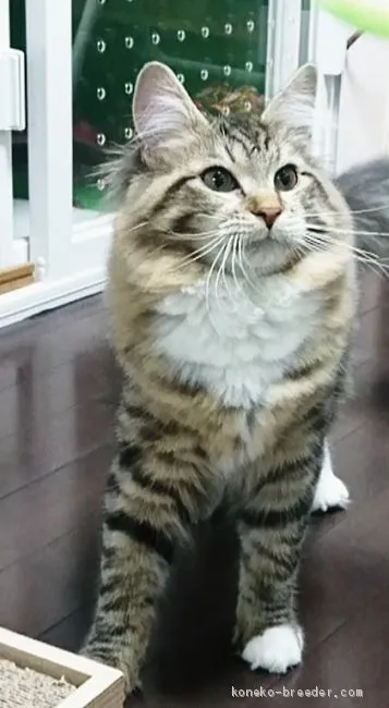 ID:1909-01762の子猫