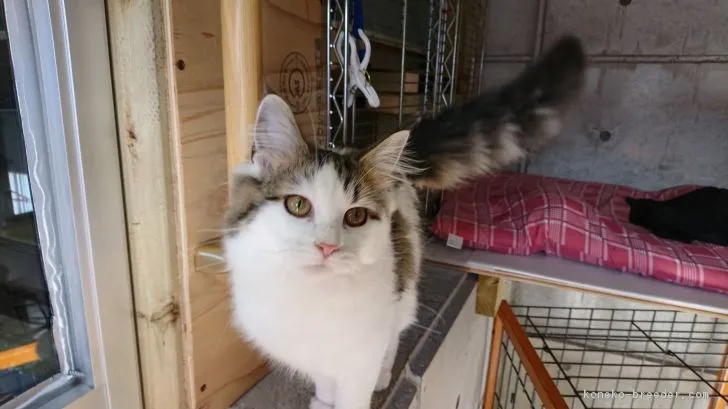 板橋の花子 様のお迎えした子猫