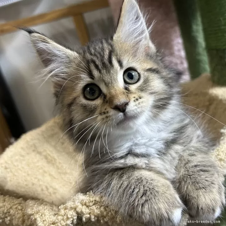 ID：2408-01523の子猫