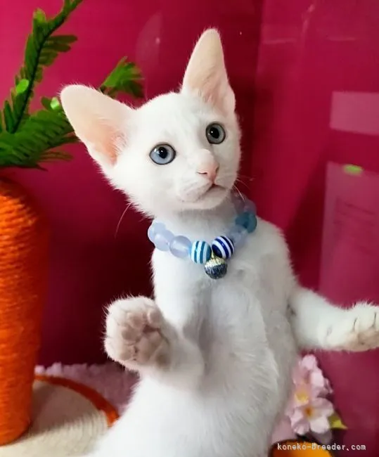ID：2205-01174の子猫