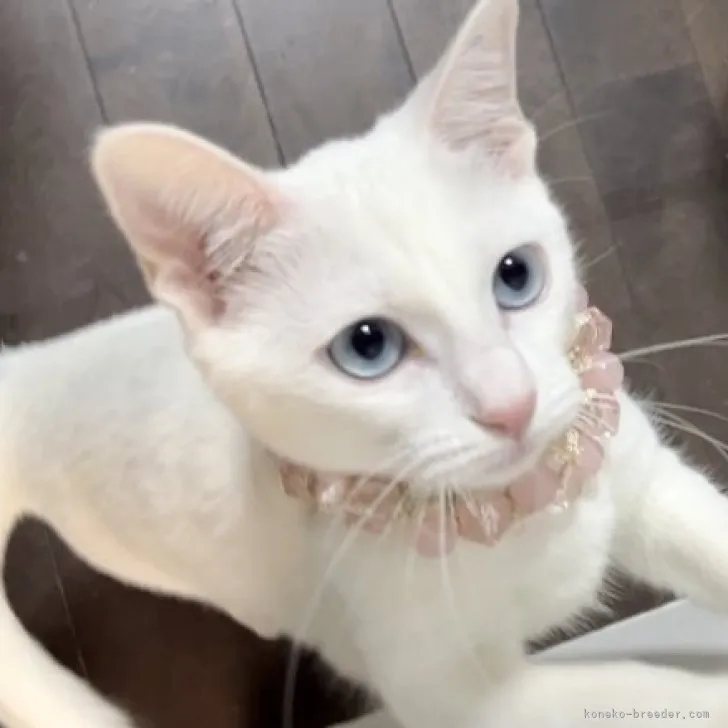ID：2301-00596の子猫