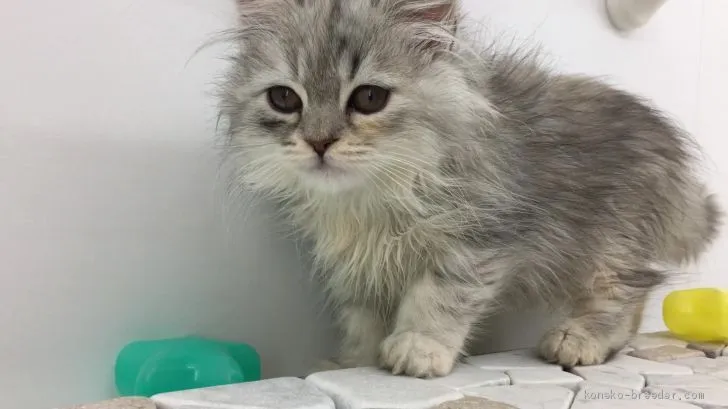 ID:2006-01389の子猫