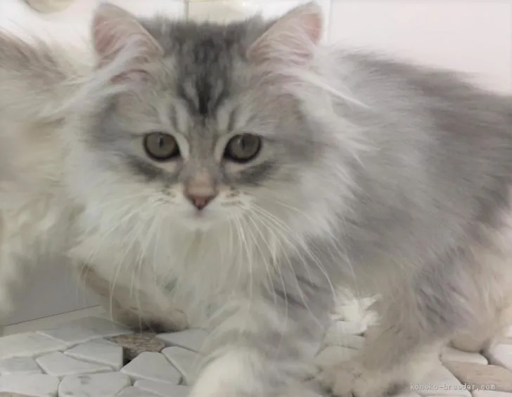 ID:2009-00840の子猫