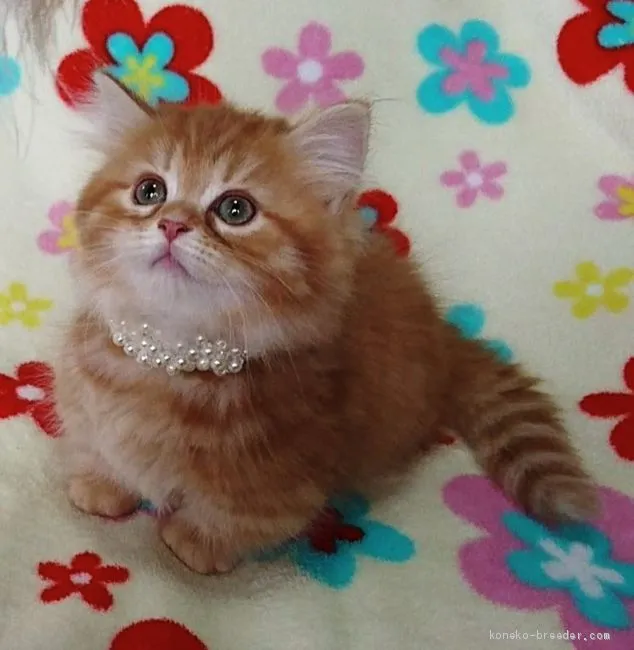 ミィのパパ 様のお迎えした子猫