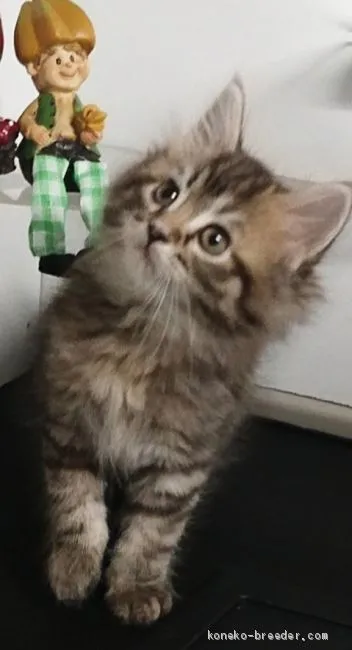 ID：2009-01811の子猫